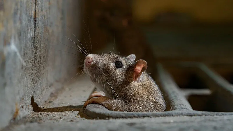 Rat peering out from a drain, illustrating the risk of rodent entry through damaged drainage systems, relevant to pest control and drainage repair solutions.